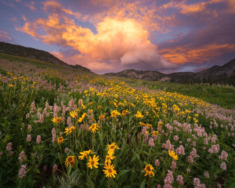 Alta, UT Wildflowers at Sunset - Wasatch Mountains Photo Print