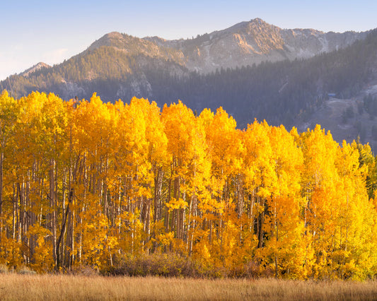 Yellow aspen trees in Big Cottonwood Canyon