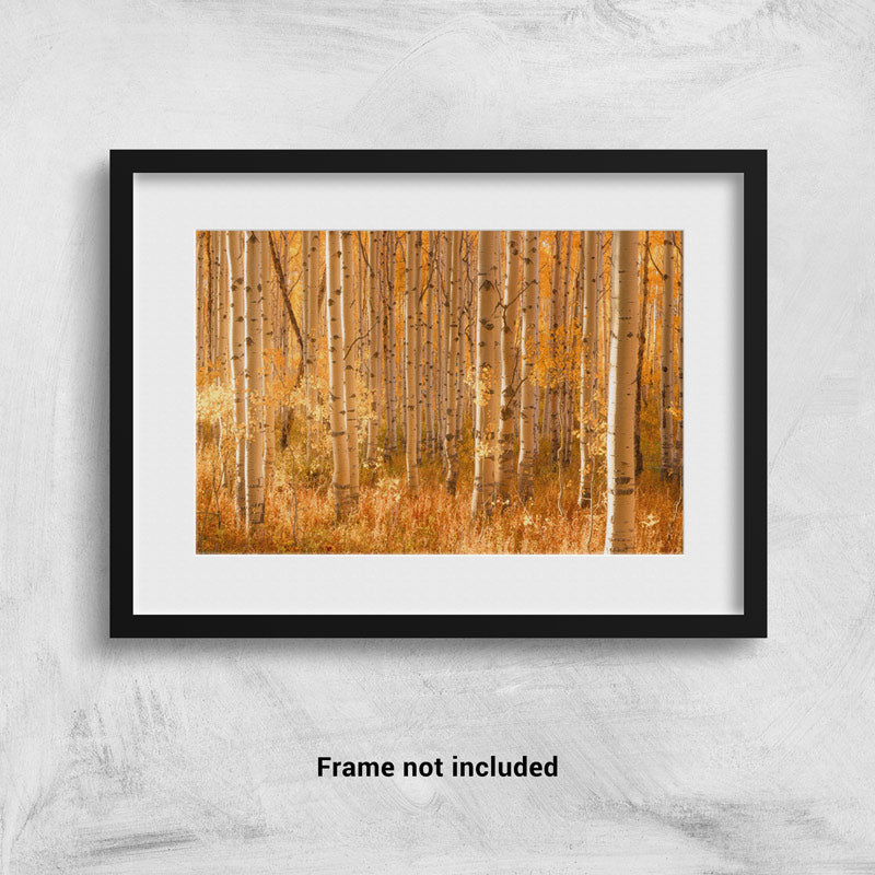 Glowing Aspen Trees at Sunrise in Utah framed print