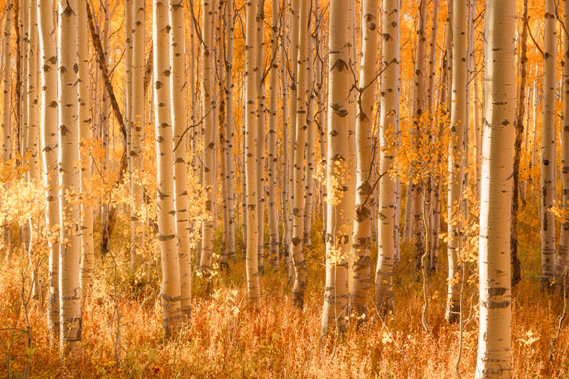 Glowing Aspen Trees at Sunrise in Utah