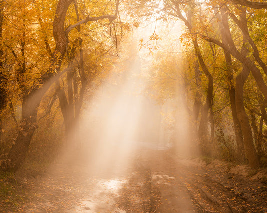 Fall Light Rays in Provo, UT