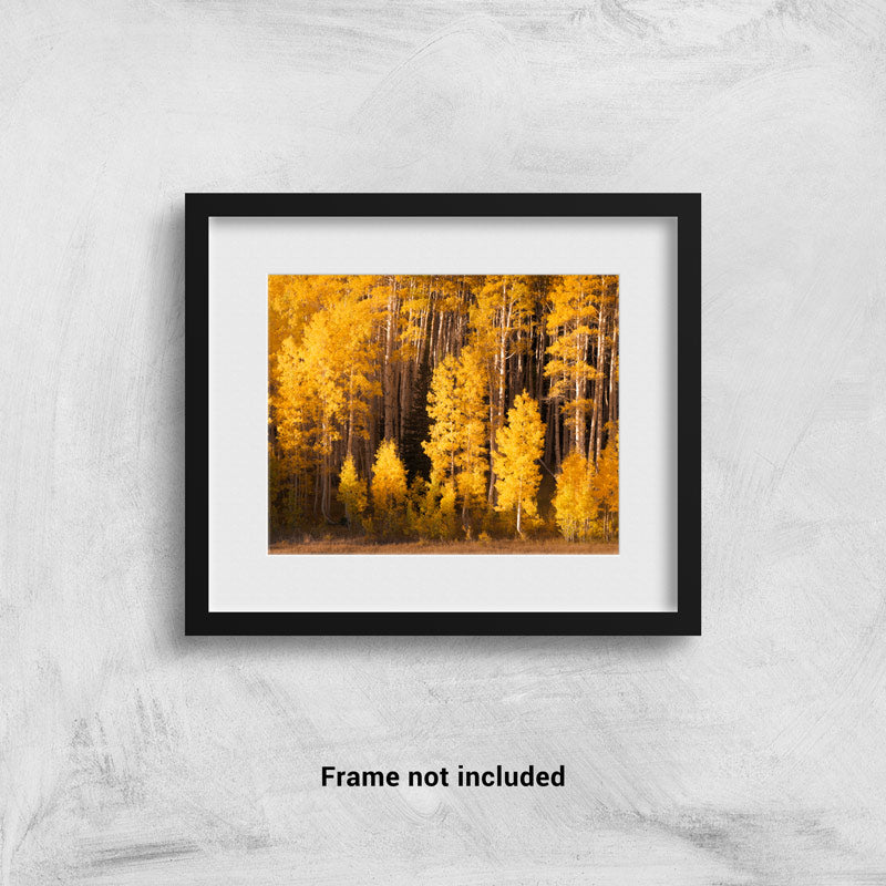Yellow Aspen Trees in Park City framed on the wall