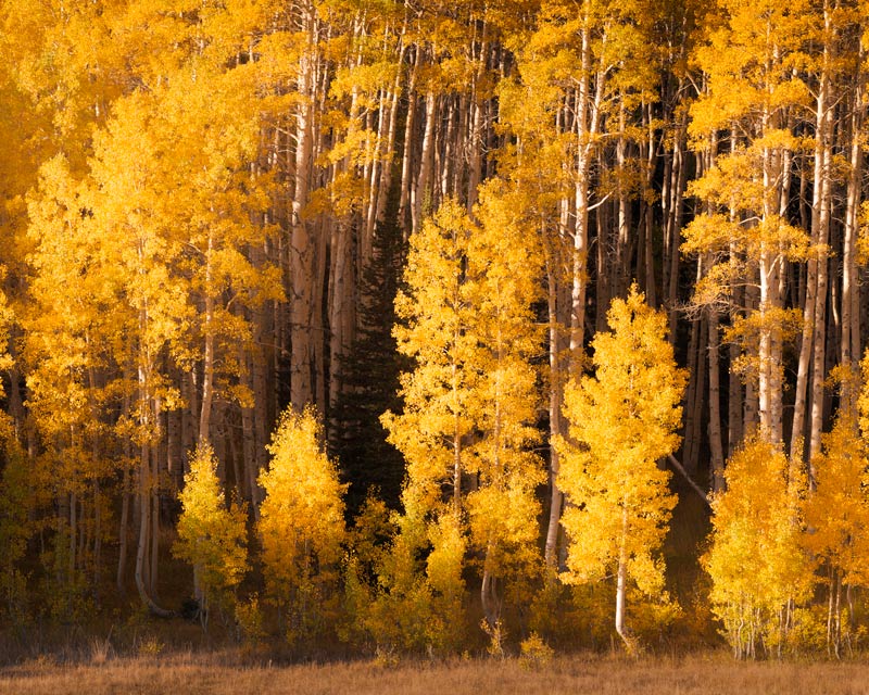 Yellow Aspen Trees in Park City