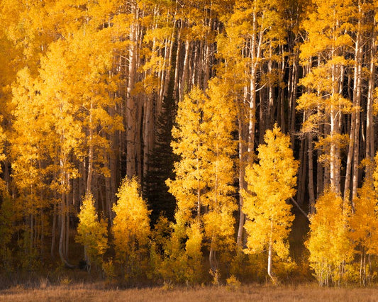 Yellow Aspen Trees in Park City