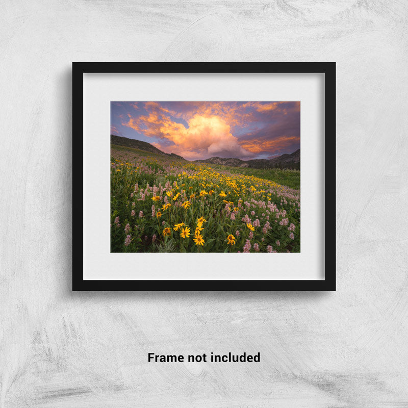Alta, UT Wildflowers at Sunset - Wasatch Mountains Photo Print