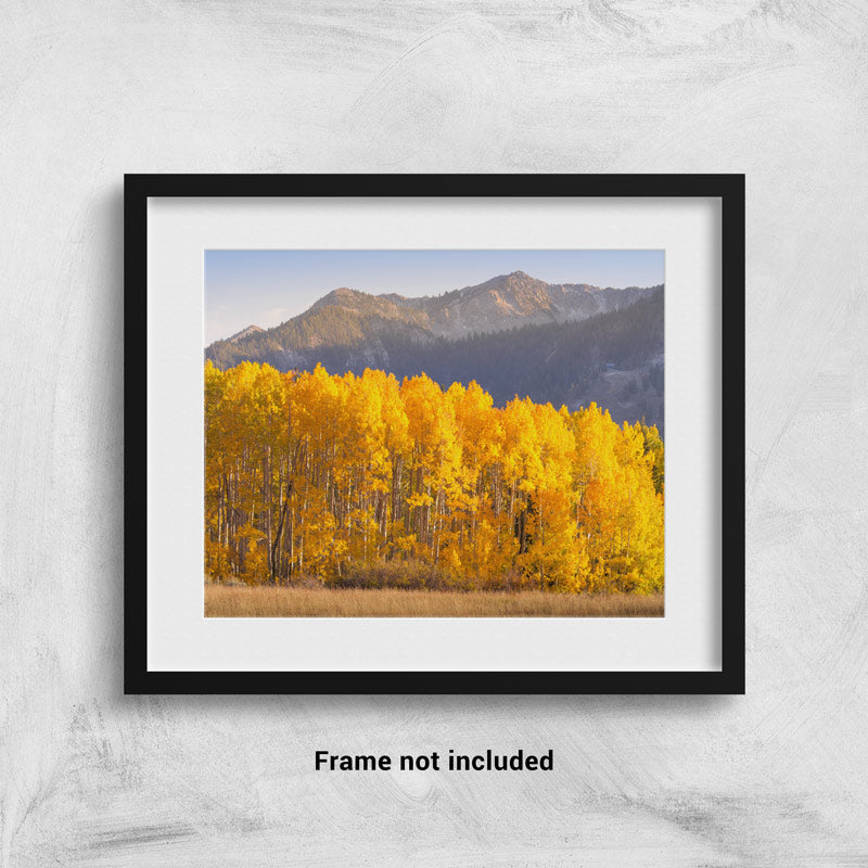 Yellow aspen trees in Big Cottonwood Canyon - framed on the wall