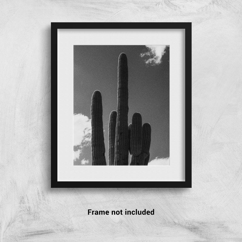 Saguaro Cactus in Black and White in Phoenix, AZ Photo Print