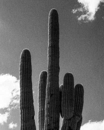 Saguaro Cactus in Black and White in Phoenix, AZ Photo Print