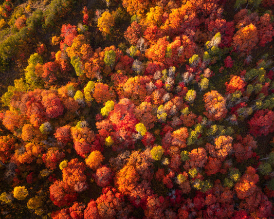 Vibrant red trees in the fall from above in Utah