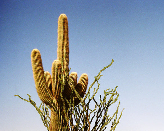 A Saguaro Cactus against a blue sky in Phoenix