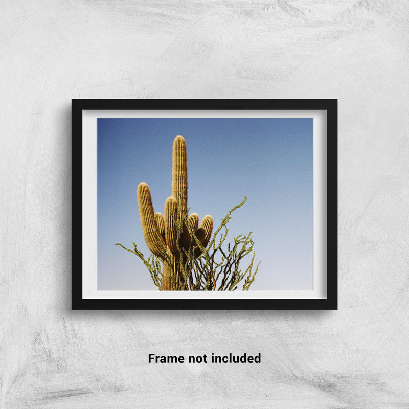 A Saguaro Cactus against a blue sky in Phoenix framed on a wall