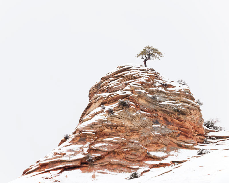 A lone tree in the winter in Zion National Park