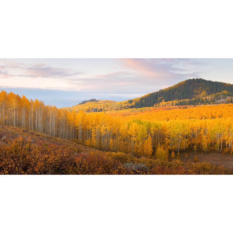 A sunrise panorama of golden aspen trees in Utah